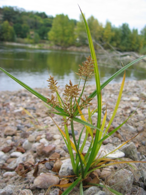 Cyperus esculentus